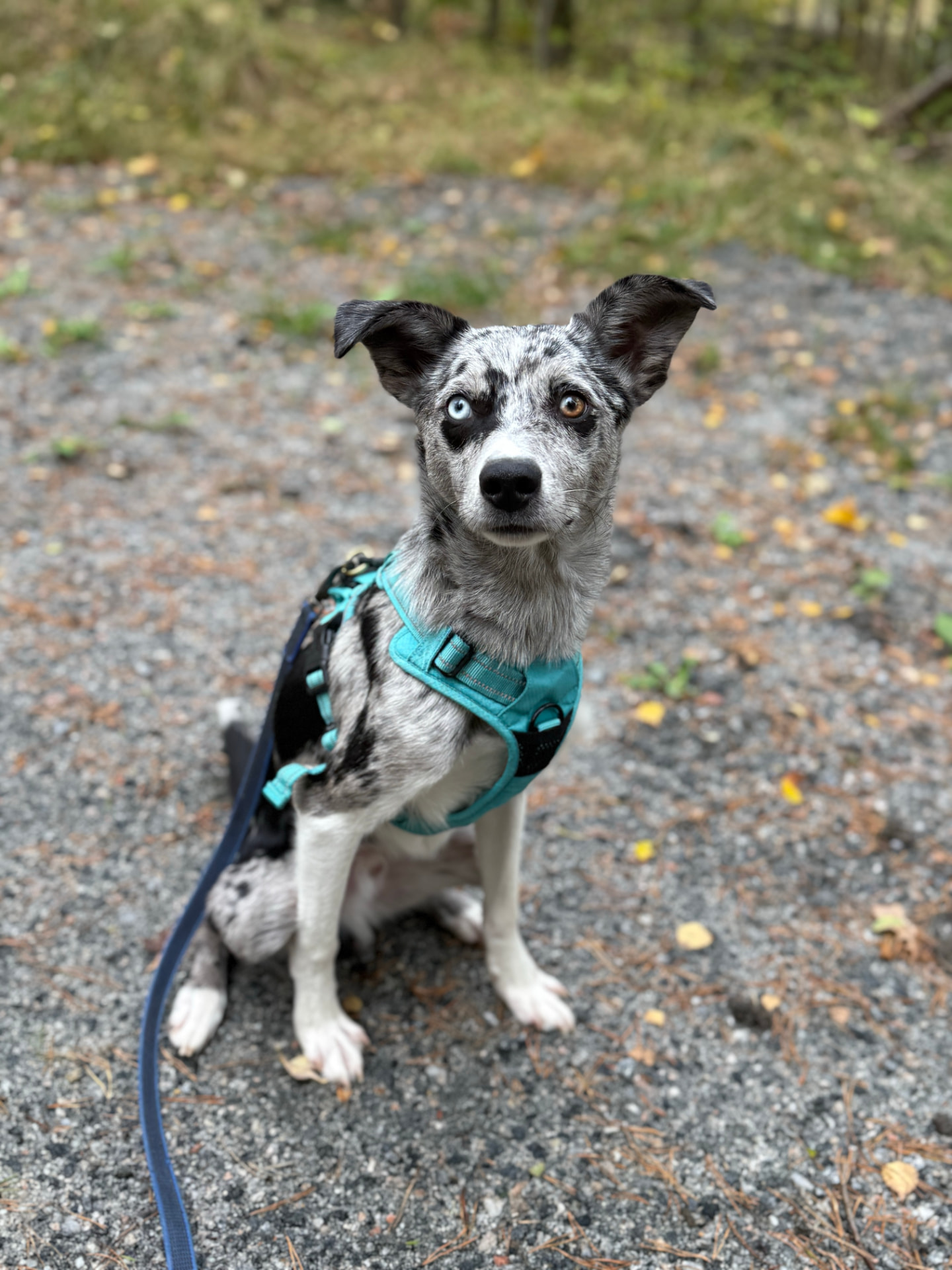 Dante, en hund med turkos sele, sitter på en grusgång
